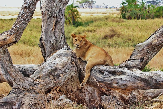 5 Day Mid range Tanzania Safari - What the $2,600 price really covers