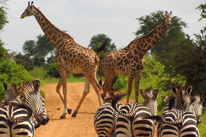 5 Day Mid range Tanzania Safari - Day 1: Lake Manyara and the first wildlife sightings