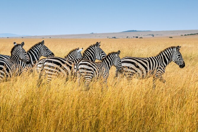 5-Day Ngorongoro Crater and Lake Manyara Safari from Arusha - Four parks in five days