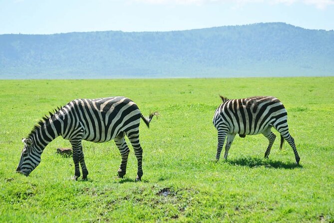 5-Day Ngorongoro Crater and Lake Manyara Safari from Arusha - Day 3: Serengeti at sunrise, then back toward Ngorongoro