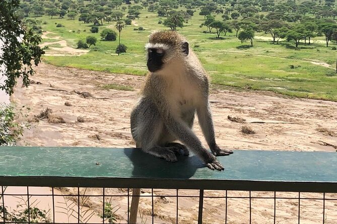 5-Day Ngorongoro Crater and Lake Manyara Safari from Arusha - Day 4: Six hours inside Ngorongoro Crater