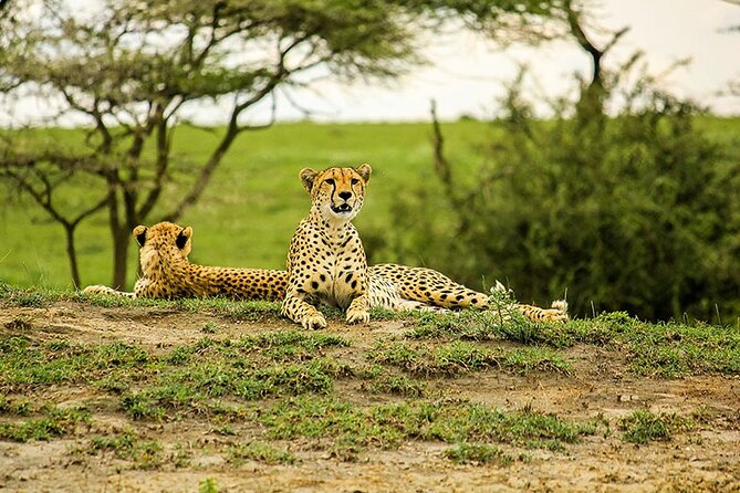 5-Day Ngorongoro Crater and Lake Manyara Safari from Arusha - Day 5: Lake Manyara and the road back to Arusha