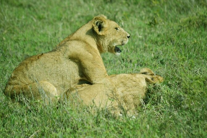 5-Day Ngorongoro Crater and Lake Manyara Safari from Arusha - Camping, lodges, and what the price covers
