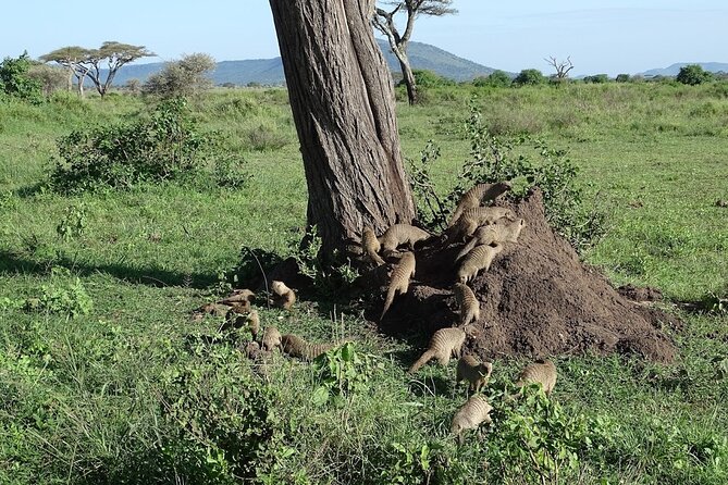 5-Day Ngorongoro Crater and Lake Manyara Safari from Arusha - The guide can shape the whole experience