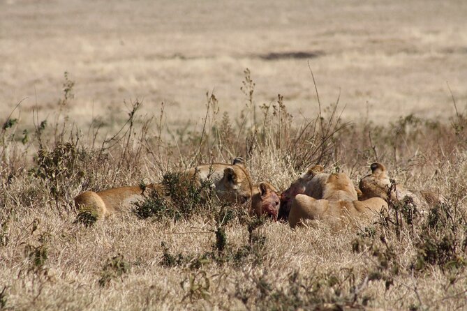 5-Day private Camping Safari Tour in Tanzania - Day 1: Tarangire brings elephants close to the road