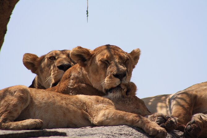 5-Day private Camping Safari Tour in Tanzania - What private camping really means here