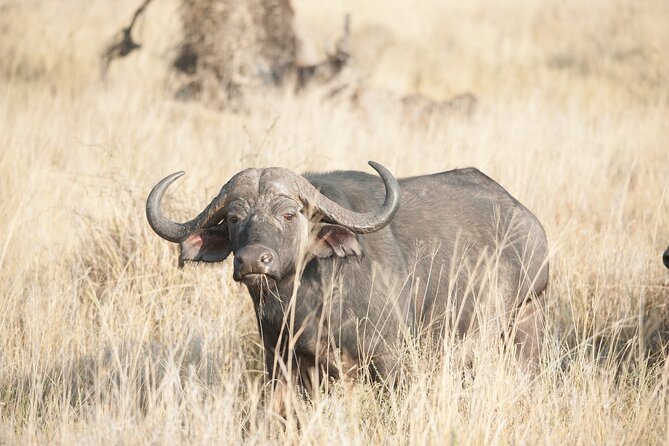5-Day private Camping Safari Tour in Tanzania - Who should book this safari?