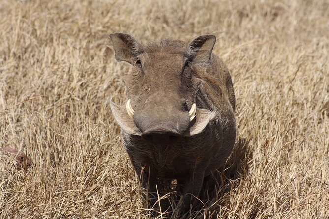 5-Day private Camping Safari Tour in Tanzania - Days 2 and 3: Two Serengeti days give wildlife room to happen