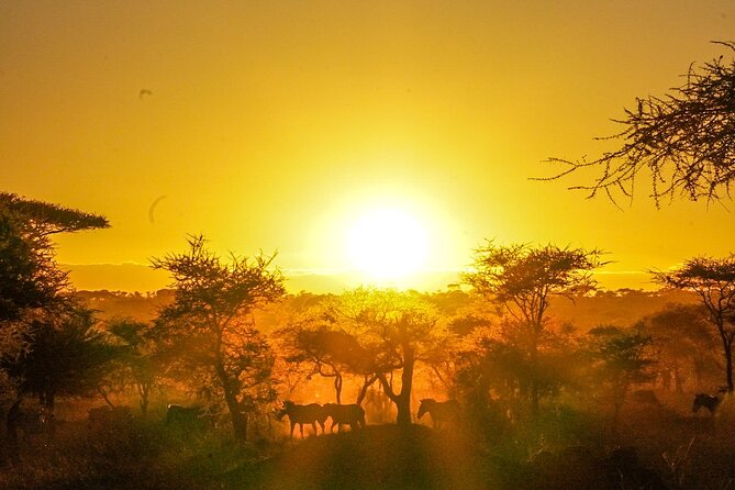 5-Day Private midrange Tour in Arusha with Airport Pickup - Day 1: Tarangire’s elephants and baobabs