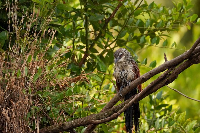 5-Day Private midrange Tour in Arusha with Airport Pickup - Day 3: Into the Serengeti and the Seronera area