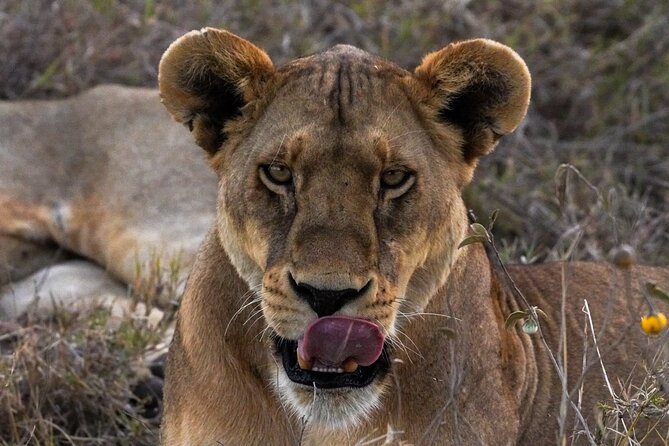 5-Day Private midrange Tour in Arusha with Airport Pickup - Day 4: A long Serengeti morning, then Ngorongoro