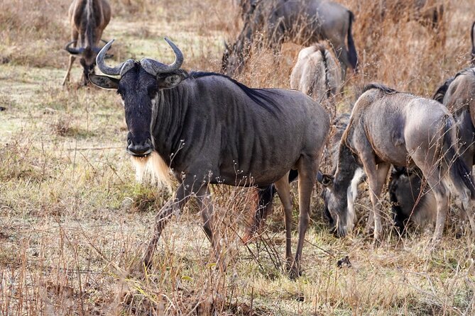 5-Day Private midrange Tour in Arusha with Airport Pickup - Day 5: The Ngorongoro Crater finale