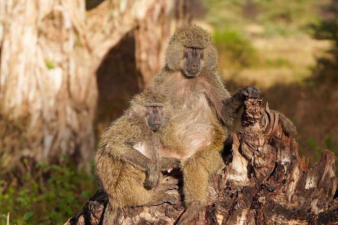 5-Day Private midrange Tour in Arusha with Airport Pickup - Lodging, meals, and the midrange level
