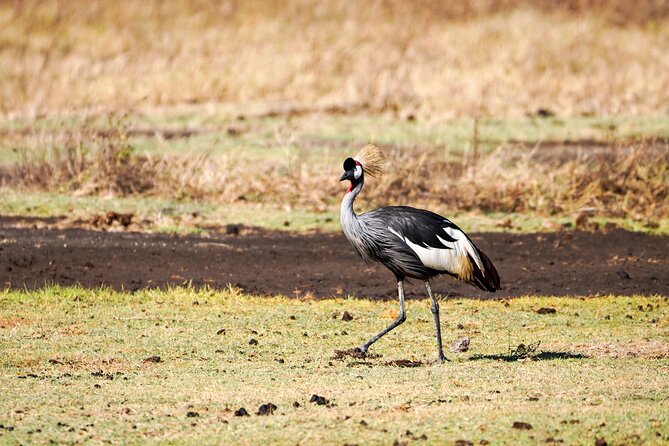 5-Day Private midrange Tour in Arusha with Airport Pickup - What the private format changes