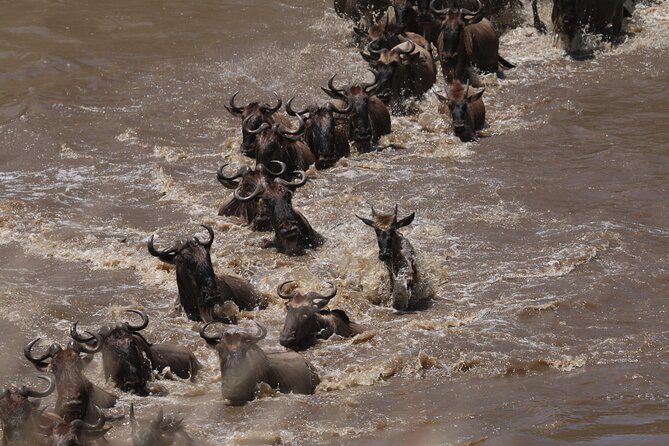 5-Day Private Northern Tanzania Safari from Arusha - Day 4: central Serengeti to the Ngorongoro highlands