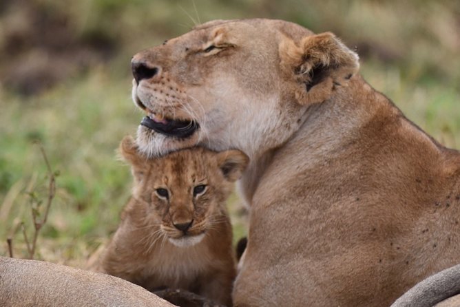 5-Day Private Safari Tour in Northern Tanzania - Key points to know before booking