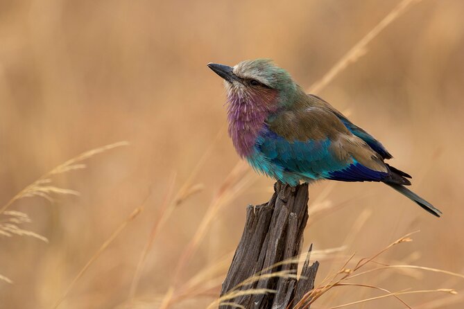 5-Day Private Safari Tour in Northern Tanzania - Day 2: the long road from Tarangire to Serengeti