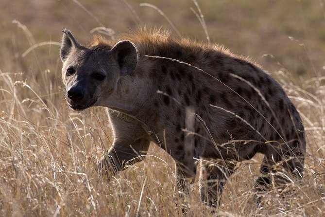 5-Day Private Safari Tour in Northern Tanzania - Guides are the heart of the experience