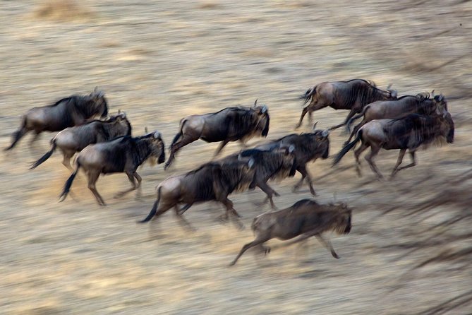 5-Day Private Safari Tour in Northern Tanzania - Food, camps, and what the price covers