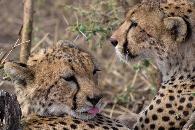 5-Day Private Safari Tour in Northern Tanzania - Day 1: elephants and baobabs in Tarangire