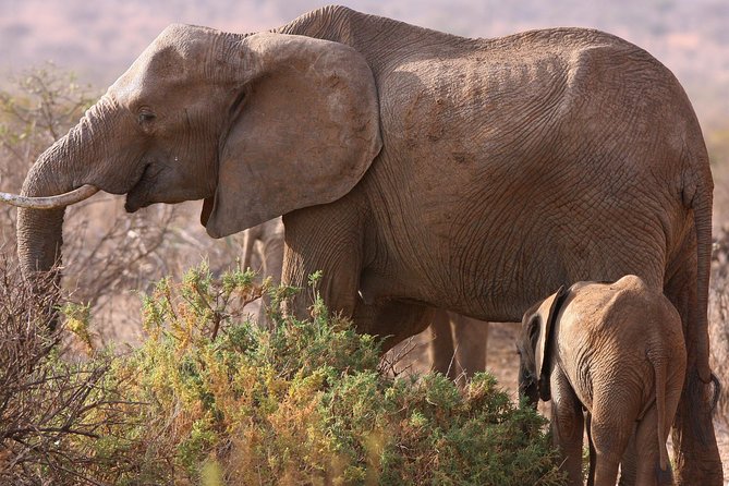 5 day safari Tarangire Serengeti and Ngorongoro crater - Key points to know before booking