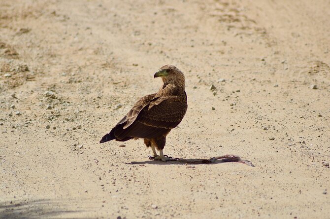 5 day safari Tarangire Serengeti and Ngorongoro crater - Day 3: A full day in the Serengeti