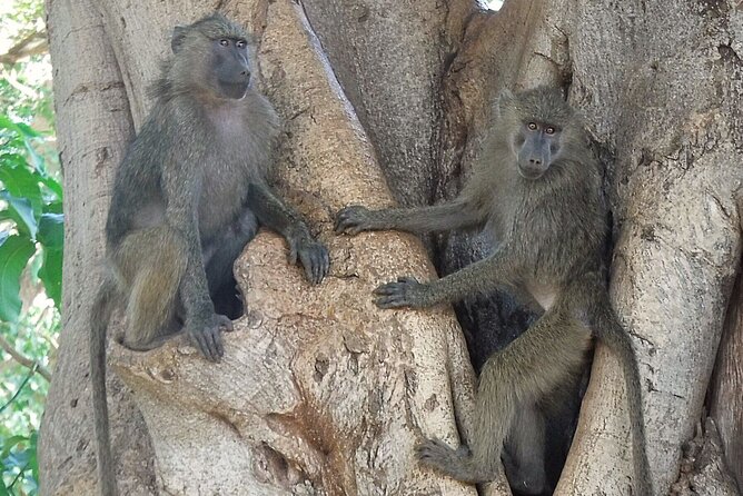 5 day safari Tarangire Serengeti and Ngorongoro crater - Day 5: Ngorongoro Crater’s compact wildlife show