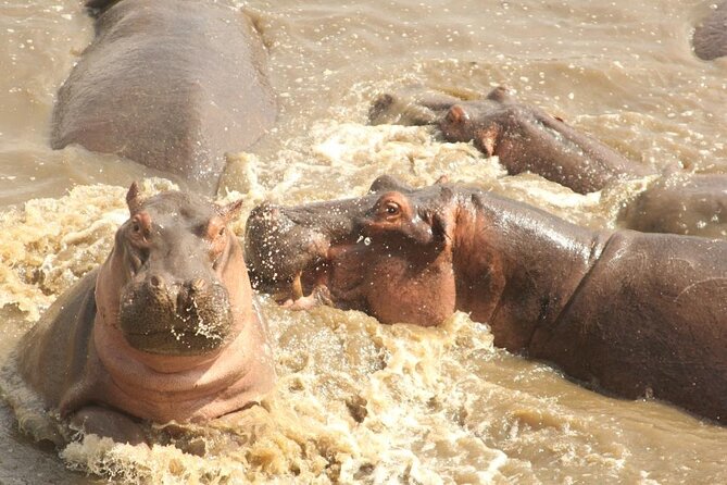 5 day safari Tarangire Serengeti and Ngorongoro crater - What the private vehicle adds