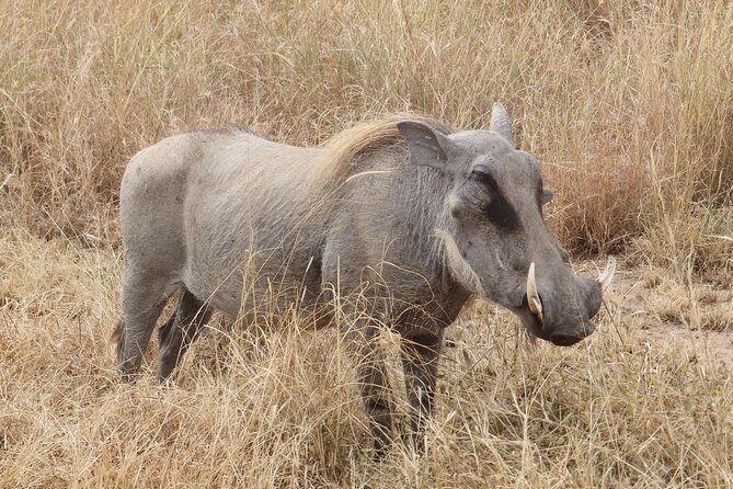 5 day safari Tarangire Serengeti and Ngorongoro crater - Lodges, tents, meals, and what is covered