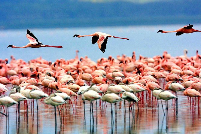 5 Days 4 Nights Tarangire, Serengeti , Ngorongoro & Manyara Wildlife Safari - The private guide is a major part of the value