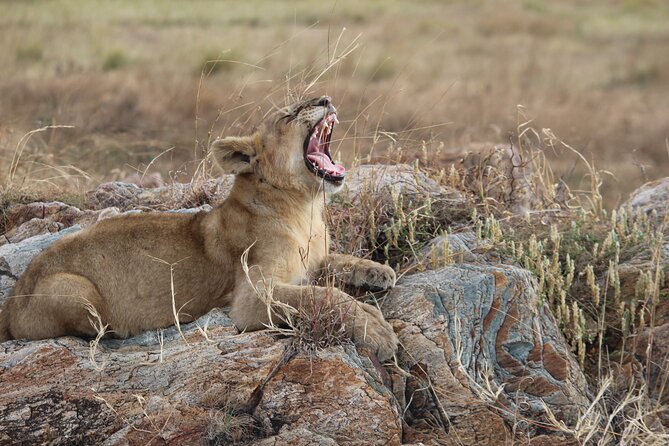5 Days Best of Tanzania Luxury Safari Northern Circuit - Is $3,744 a fair price?