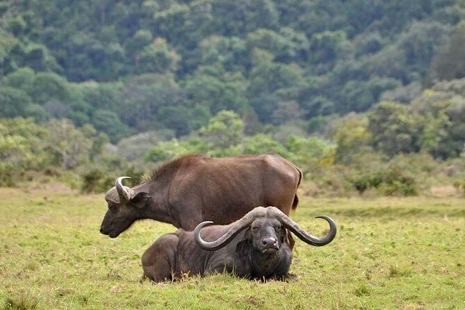 5 Days Budget Private Safari, Tanzania - Why this safari packs so much into five days