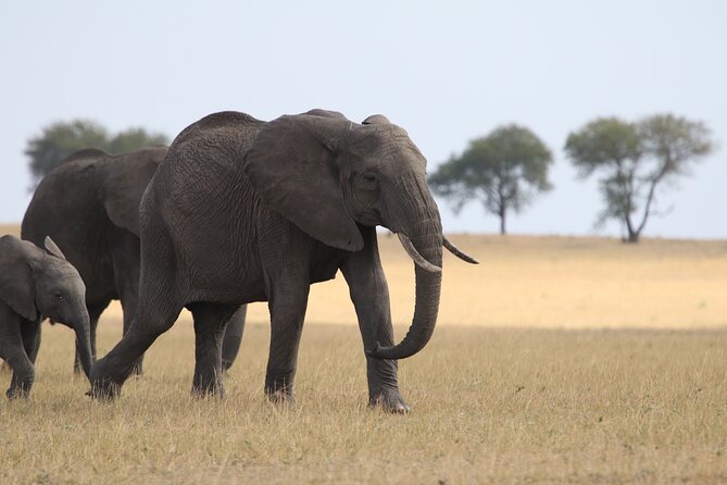 5 Days Group Camping Safari - Day 4: a long Serengeti morning, then Ngorongoro
