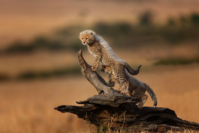 5 Days Mid-Range Group Safari with Accommodation - Day one: Tarangire’s baobabs and elephant country