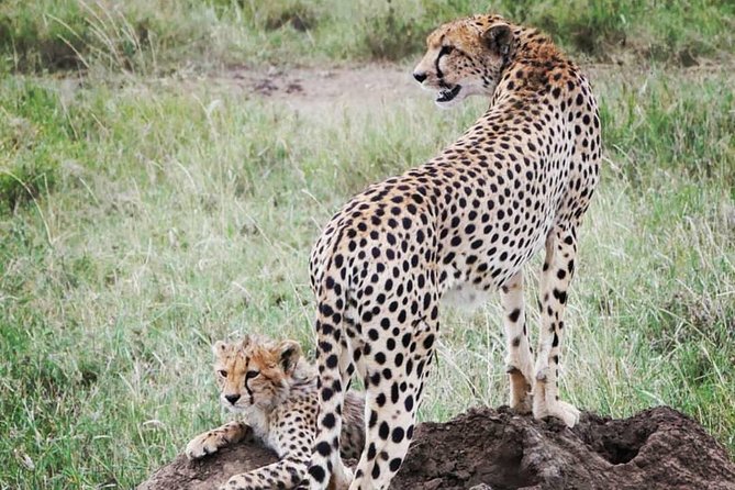 5 days safari, hiking & culture (Serengeti & kilimanjaro) - Day three: An early Serengeti drive and the return toward Ngorongoro