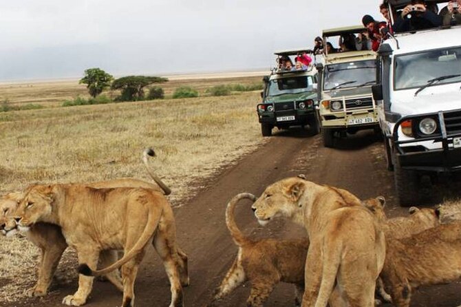 5 Days Safari in Tanzania | Camping and Lodge Safaris - Day 5: The Ngorongoro Crater finale