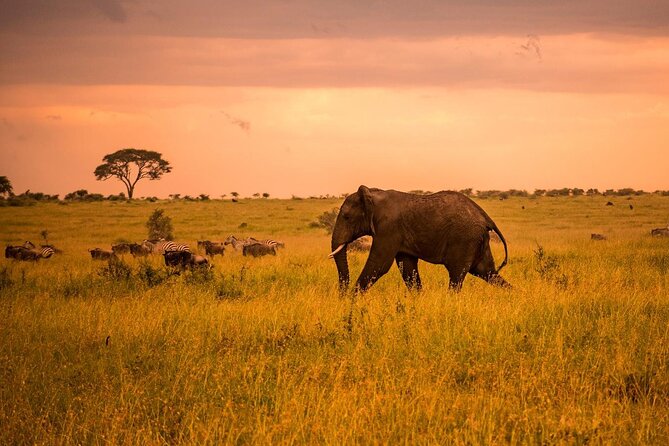 5 Days Safari in Tanzania | Camping and Lodge Safaris - Day 1: Arusha to Tarangire’s elephant country