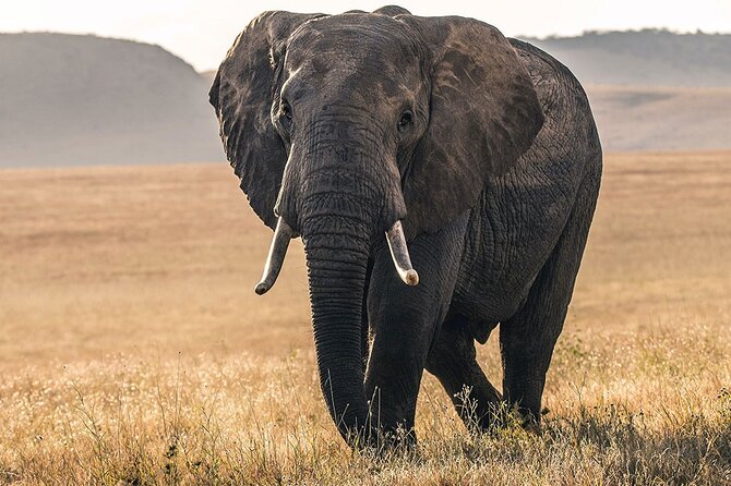 5 Days Safari Northern Circuit of Tanzania - Tarangire: elephants beneath the baobabs