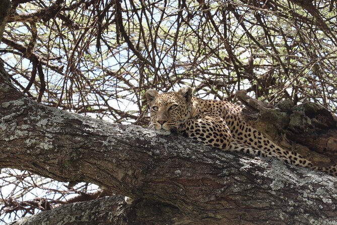 5 Days Safari Northern Circuit of Tanzania - Serengeti: open plains and big-cat country