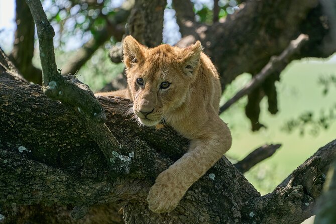 5 Days Safari Northern Circuit of Tanzania - Accommodation, meals, and daily comfort