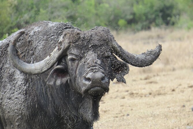 5 Days Safari Northern Circuit of Tanzania - Arrival in Arusha and meeting your guide