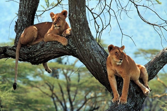 5 Days Serengeti Camping Safari - Day 4: The Ngorongoro Crater at 6:15 am