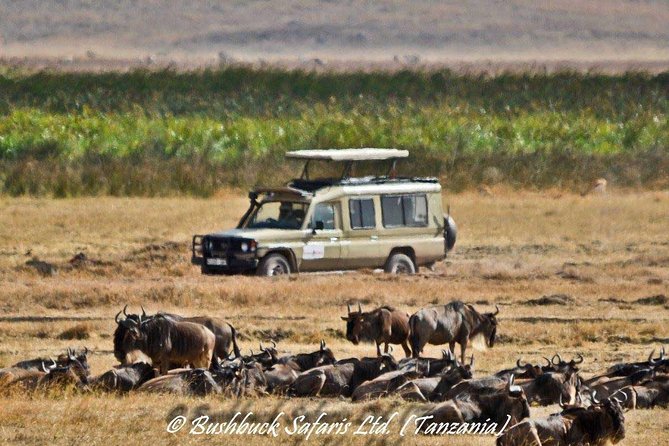 5 Days Serengeti Camping Safari - What the $1,100 price really covers