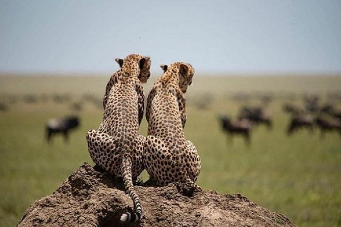 5 days serengeti, ngorongoro, tarangire & manyara lodge tour - Tarangire begins the wildlife search