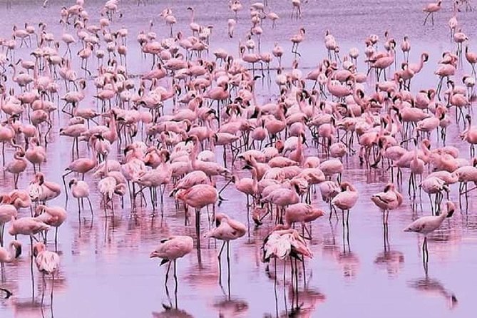 5 days serengeti, ngorongoro, tarangire & manyara lodge tour - Who should book this safari?