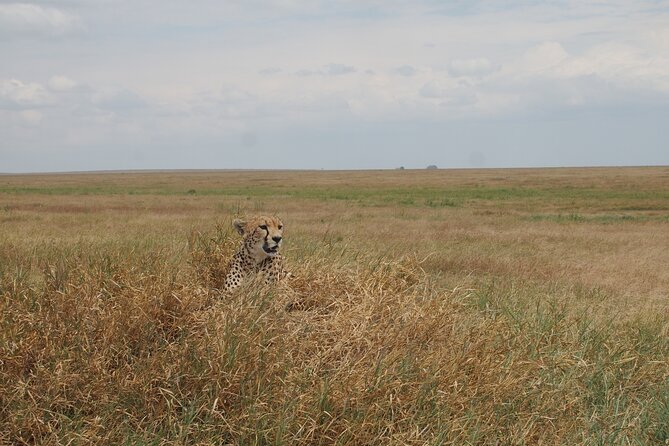 5 days Tanzania Camping Safari - Day 5: Flamingos and birdlife at Lake Manyara