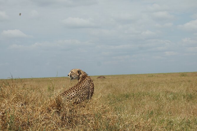 5 days Tanzania Camping Safari - The guide can make or break the five days
