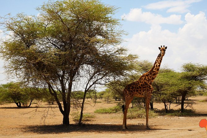 5 days Tanzania Camping Safari - Day 1: Elephant country in Tarangire National Park