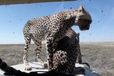 5 Days Tanzania Group Joining Safari, Tarangire/Serengeti/Ngorongoro Crater