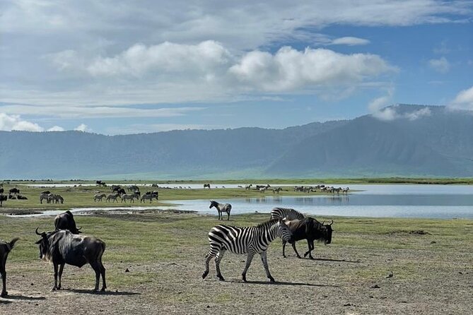 5 Days Tanzania Joining Safari with Pick Up Included Shared Tour - Day 4: From Serengeti to the Ngorongoro rim